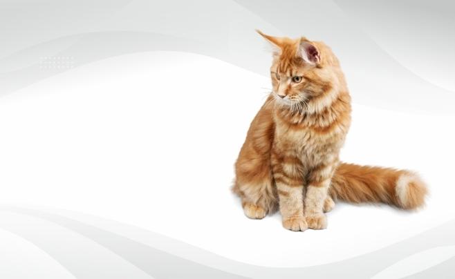 Kedi Ürünleri